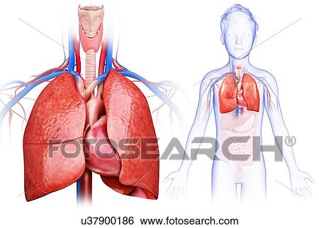 Stock Photograph - Child's heart and lungs, illustration. Fotosearch