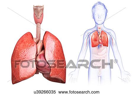Stock Photography - Child's heart and lungs, illustration. Fotosearch
