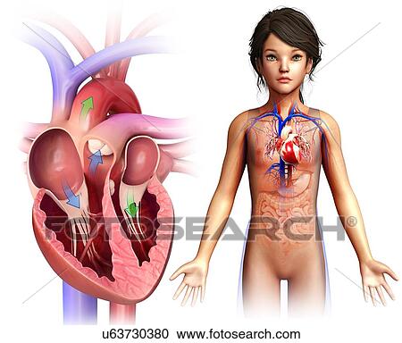 Stock Image - Child's heart chambers, illustration. Fotosearch
