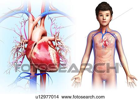 Picture - Child's heart, illustration. Fotosearch