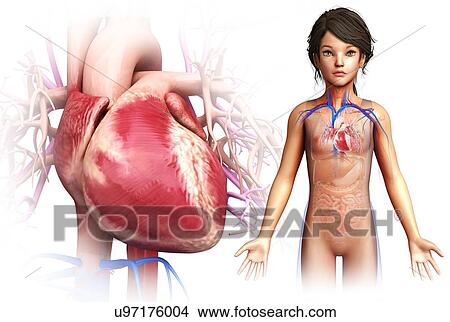 Child's heart, illustration View Large Photo Image Picture - Child's heart, illustration. Fotosearch