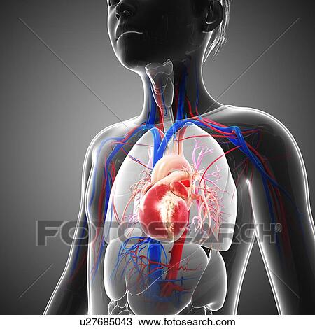 Stock Image - Child's heart, illustration. Fotosearch