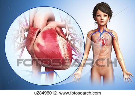 Stock Image - Child's heart, illustration. Fotosearch