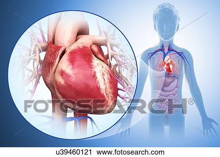 Stock Image - Child's heart, illustration. Fotosearch