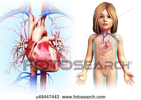 Stock Image - Child's heart, illustration. Fotosearch