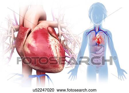 Stock Image - Child's heart, illustration. Fotosearch