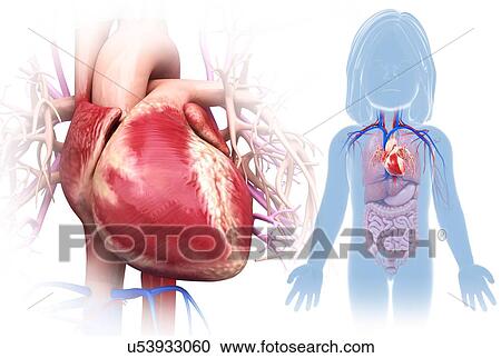 Stock Image - Child's heart, illustration. Fotosearch