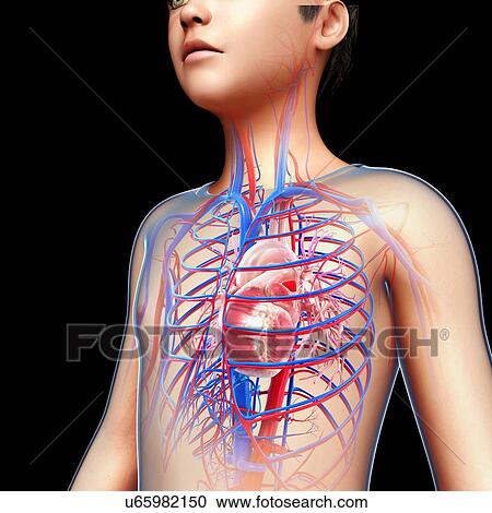 Child's heart, illustration View Large Photo Image Stock Image - Child's heart, illustration. Fotosearch