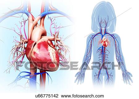 Child's heart, illustration View Large Photo Image Stock Image - Child's heart, illustration. Fotosearch