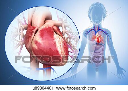 Stock Image - Child's heart, illustration. Fotosearch