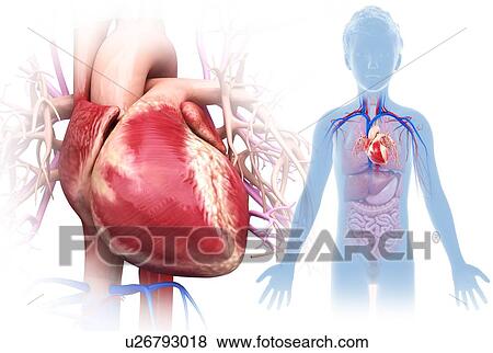 Stock Photo - Child's heart, illustration. Fotosearch
