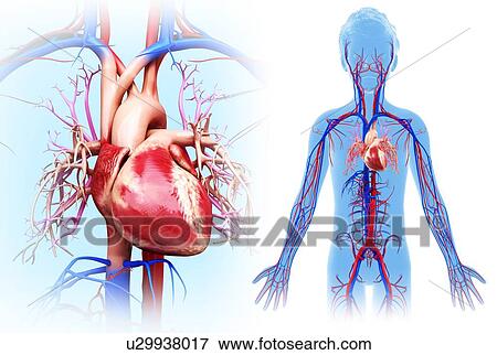 Stock Photo - Child's heart, illustration. Fotosearch