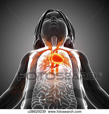 Child's heart, illustration View Large Photo Image Stock Photo - Child's heart, illustration. Fotosearch