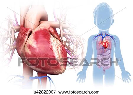 Stock Photo - Child's heart, illustration. Fotosearch