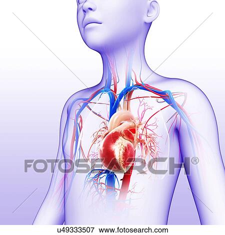 Child's heart, illustration View Large Photo Image Stock Photo - Child's heart, illustration. Fotosearch