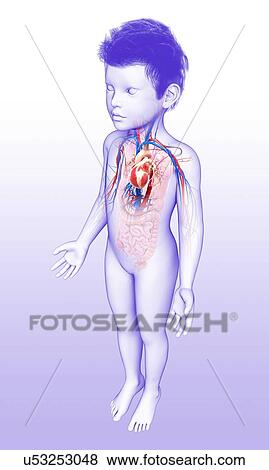 Child's heart, illustration View Large Photo Image Stock Photo - Child's heart, illustration. Fotosearch