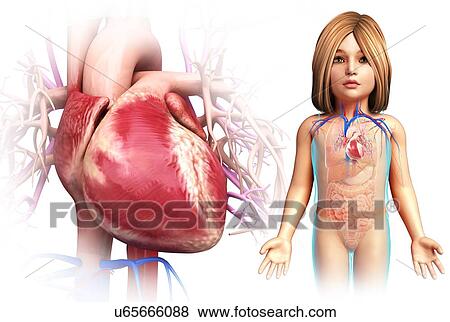 Stock Photo - Child's heart, illustration. Fotosearch