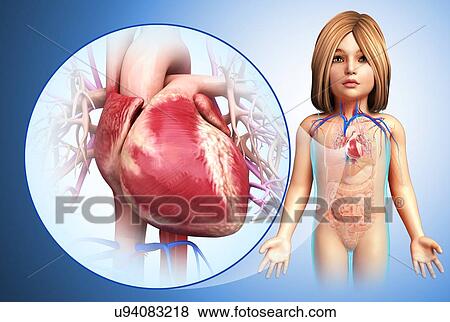 Child's heart, illustration View Large Photo Image Stock Photo - Child's heart, illustration. Fotosearch