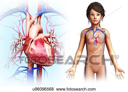 Stock Photo - Child's heart, illustration. Fotosearch
