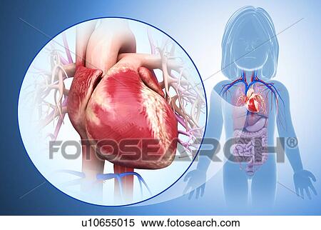 Child's heart, illustration View Large Photo Image Stock Photography - Child's heart, illustration. Fotosearch