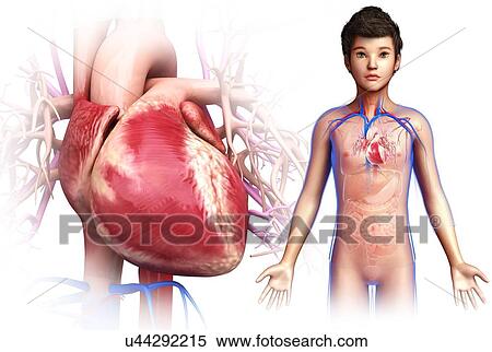 Stock Photography - Child's heart, illustration. Fotosearch