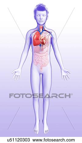 Child's heart-lung system, illustration View Large Photo Image Stock Image - Child's heart-lung system, illustration. Fotosearch
