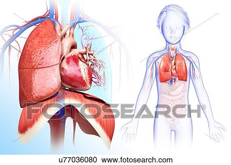 Stock Image - Child's heart-lung system, illustration. Fotosearch