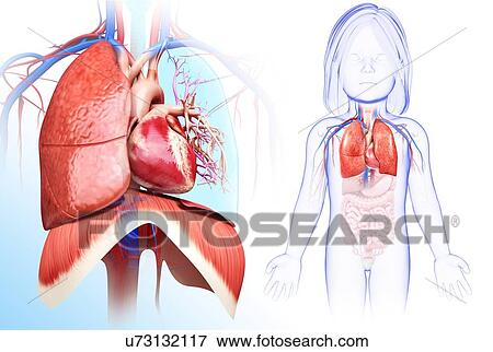 Child's heart-lung system, illustration View Large Photo Image Stock Photo - Child's heart-lung system, illustration. Fotosearch