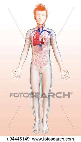 Child's heart-lung system, illustration View Large Photo Image Stock Photo - Child's heart-lung system, illustration. Fotosearch