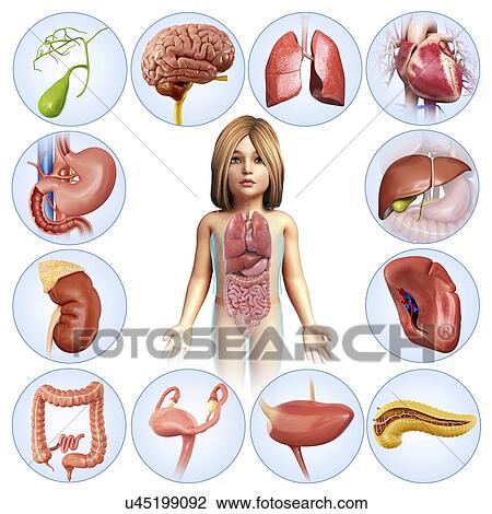 Child's internal organs, illustration View Large Photo Image Stock Image - Child's internal organs, illustration. Fotosearch