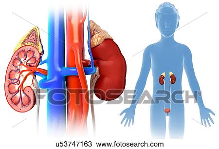 Stock Image - Child's kidney anatomy, illustration. Fotosearch