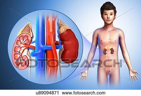 Child's kidney anatomy, illustration View Large Photo Image Stock Image - Child's kidney anatomy, illustration. Fotosearch