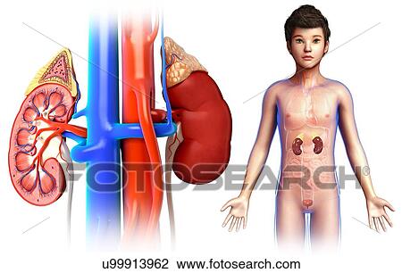 Child's kidney anatomy, illustration View Large Photo Image Stock Image - Child's kidney anatomy, illustration. Fotosearch