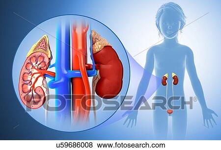 Child's kidney anatomy, illustration View Large Photo Image Stock Photo - Child's kidney anatomy, illustration. Fotosearch