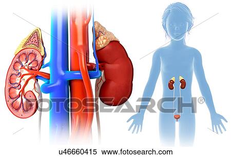 Stock Photography - Child's kidney anatomy, illustration. Fotosearch