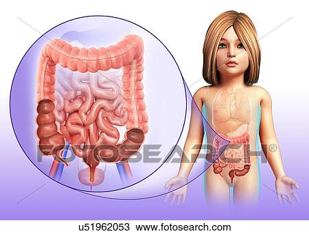 Child's large and small intestines, illustration View Large Photo Image Stock Image - Child's large and small intestines, illustration. Fotosearch