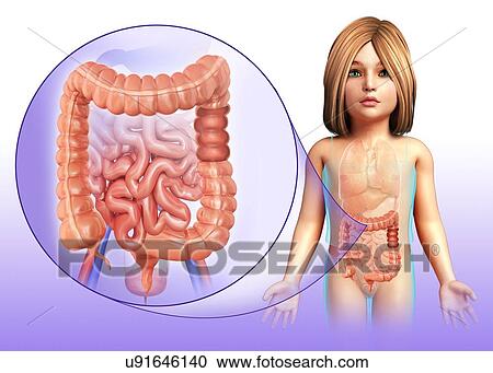 Child's large and small intestines, illustration View Large Photo Image Stock Image - Child's large and small intestines, illustration. Fotosearch