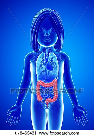Child's large intestine, illustration View Large Photo Image Stock Image - Child's large intestine, illustration. Fotosearch