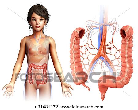 Stock Image - Child's large intestine, illustration. Fotosearch