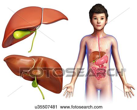 Child's liver anatomy, illustration View Large Photo Image Stock Image - Child's liver anatomy, illustration. Fotosearch