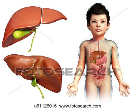 Stock Photograph - Child's liver anatomy, illustration. Fotosearch