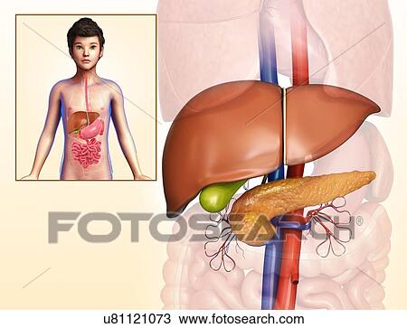 Stock Image - Child's liver and pancreas anatomy, illustration. Fotosearch