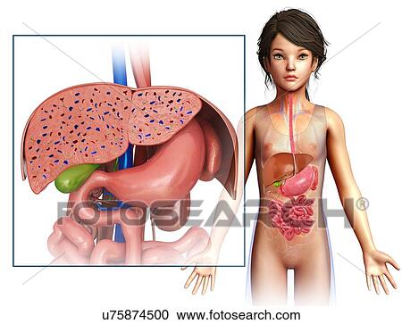 Child's liver and stomach anatomy, illustration View Large Photo Image Stock Image - Child's liver and stomach anatomy, illustration. Fotosearch