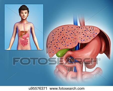 Stock Image - Child's liver and stomach anatomy, illustration. Fotosearch