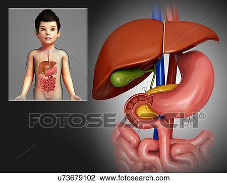 Stock Image - Child's liver and stomach, illustration. Fotosearch