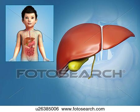 Stock Photograph - Child's liver, illustration. Fotosearch