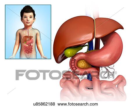 Stock Photo - Child's liver, stomach and duodenum, illustration. Fotosearch