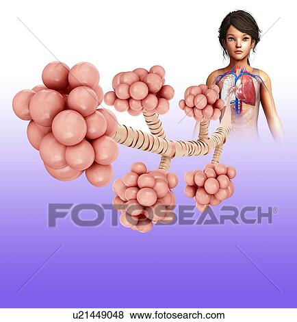 Stock Photo - Child's lung alveoli, illustration. Fotosearch