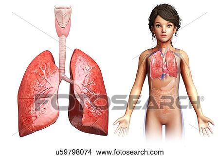 Picture - Child's lung anatomy, illustration. Fotosearch