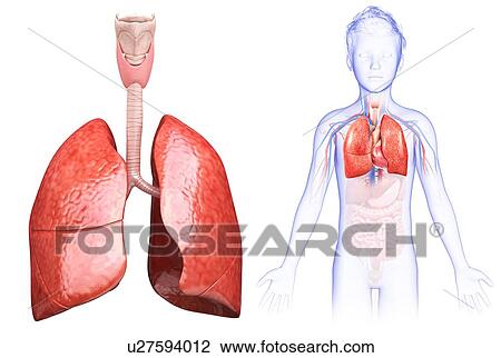 Stock Image - Child's lung anatomy, illustration. Fotosearch